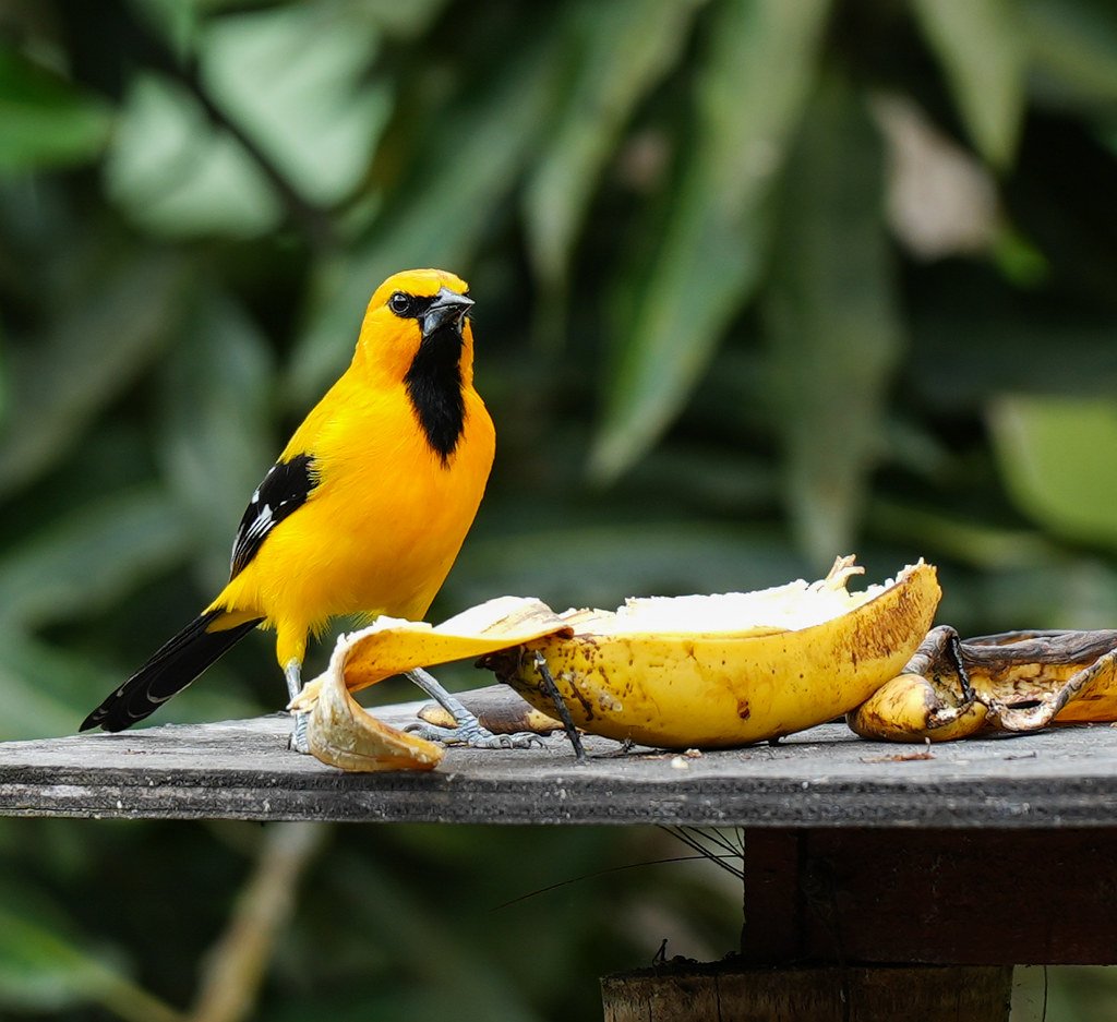 55061414642 0ec67627d8 b